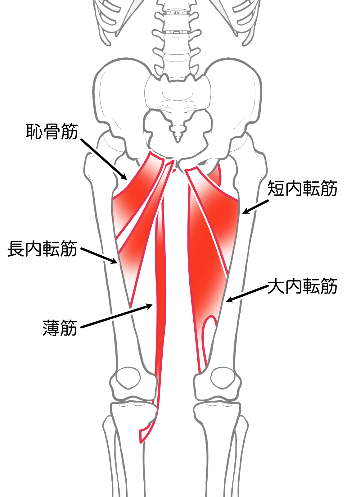 内転筋群